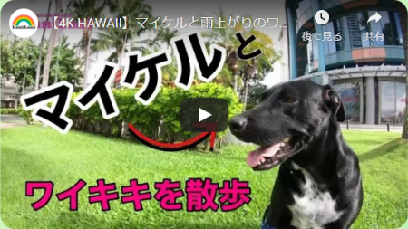 ラニラニハワイよりマイケルくん